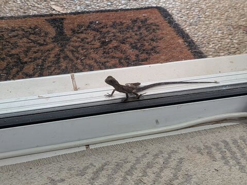 A small, gangly lizard with a very long tail sits on the bottom frame of a sliding door.