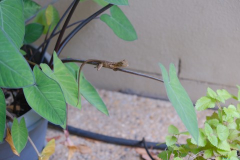 A small light-brown lizard clings to the stem of an elephant ear plant. The stem drooped a little from the weight.
