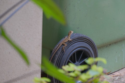 A small light-brown lizard sit atop a black plastic wheel, with its head raised.